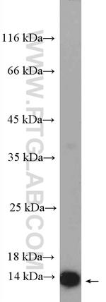RPL36 Antibody in Western Blot (WB)