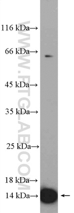 RPL36 Antibody in Western Blot (WB)