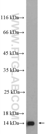 RPL36 Antibody in Western Blot (WB)