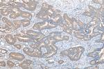Prokineticin 1 Antibody in Immunohistochemistry (Paraffin) (IHC (P))