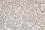 Prokineticin 1 Antibody in Immunohistochemistry (Paraffin) (IHC (P))