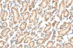Prokineticin 1 Antibody in Immunohistochemistry (Paraffin) (IHC (P))