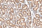 Prokineticin 1 Antibody in Immunohistochemistry (Paraffin) (IHC (P))