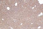 Prokineticin 1 Antibody in Immunohistochemistry (Paraffin) (IHC (P))