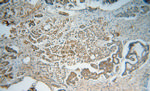PSMB2 Antibody in Immunohistochemistry (Paraffin) (IHC (P))