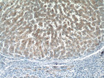 FUCA2 Antibody in Immunohistochemistry (Paraffin) (IHC (P))