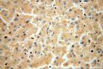 FUCA2 Antibody in Immunohistochemistry (Paraffin) (IHC (P))