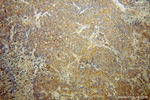 SARS Antibody in Immunohistochemistry (Paraffin) (IHC (P))