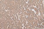 SIGMAR1 Antibody in Immunohistochemistry (Paraffin) (IHC (P))