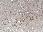 SIGMAR1 Antibody in Immunohistochemistry (Paraffin) (IHC (P))