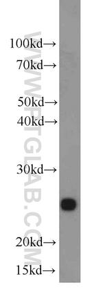 SIGMAR1 Antibody in Western Blot (WB)