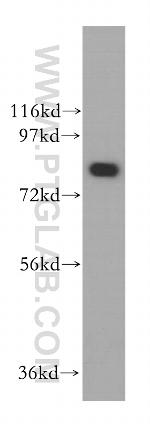 FEM1A Antibody in Western Blot (WB)