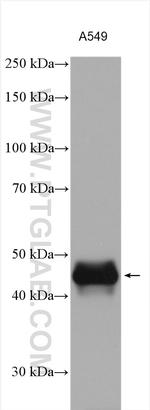 CA12 Antibody in Western Blot (WB)