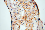 NLRP2 Antibody in Immunohistochemistry (Paraffin) (IHC (P))