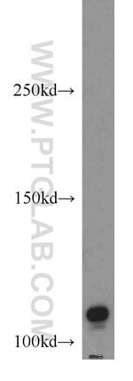 NLRP2 Antibody in Western Blot (WB)