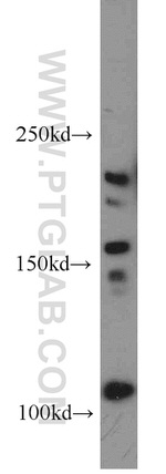 NLRP2 Antibody in Western Blot (WB)