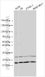 RPL36A Antibody in Western Blot (WB)