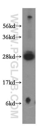 RBPMS Antibody in Western Blot (WB)