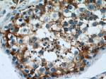 DCXR Antibody in Immunohistochemistry (Paraffin) (IHC (P))