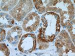 DCXR Antibody in Immunohistochemistry (Paraffin) (IHC (P))