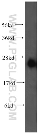 DCXR Antibody in Western Blot (WB)
