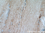 ATP1B1 Antibody in Immunohistochemistry (Paraffin) (IHC (P))