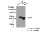 ATP1B1 Antibody in Immunoprecipitation (IP)