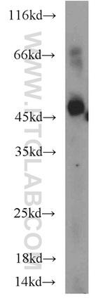 ATP1B1 Antibody in Western Blot (WB)