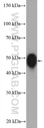 ATP1B1 Antibody in Western Blot (WB)