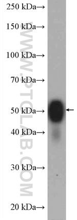ATP1B1 Antibody in Western Blot (WB)