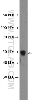 ATP1B1 Antibody in Western Blot (WB)