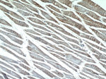 CA3 Antibody in Immunohistochemistry (Paraffin) (IHC (P))
