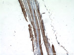 CA3 Antibody in Immunohistochemistry (Paraffin) (IHC (P))
