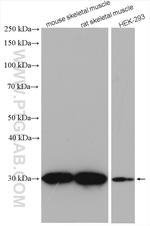 CA3 Antibody in Western Blot (WB)