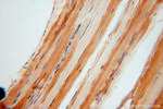 CA3 Antibody in Immunohistochemistry (Paraffin) (IHC (P))