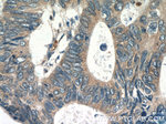 RPS3 Antibody in Immunohistochemistry (Paraffin) (IHC (P))