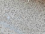TMP21 Antibody in Immunohistochemistry (Paraffin) (IHC (P))