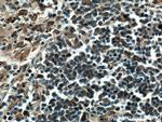 IFIT3 Antibody in Immunohistochemistry (Paraffin) (IHC (P))