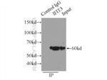 IFIT3 Antibody in Immunoprecipitation (IP)
