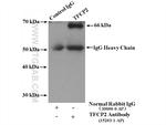 TFCP2 Antibody in Immunoprecipitation (IP)