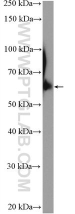 TFCP2 Antibody in Western Blot (WB)