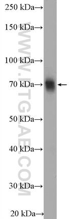 TFCP2 Antibody in Western Blot (WB)