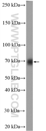 TFCP2 Antibody in Western Blot (WB)