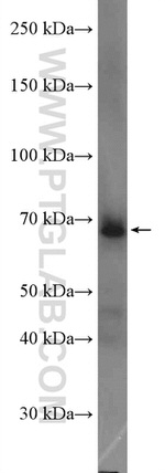 TFCP2 Antibody in Western Blot (WB)