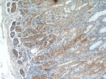 CHAC1 Antibody in Immunohistochemistry (Paraffin) (IHC (P))
