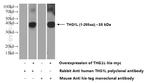 THG1L Antibody in Western Blot (WB)