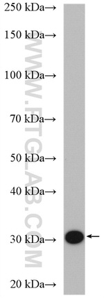 THG1L Antibody in Western Blot (WB)