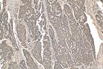 DDX19A Antibody in Immunohistochemistry (Paraffin) (IHC (P))