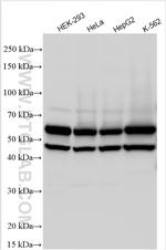 DDX19A Antibody in Western Blot (WB)