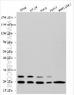 DAZAP2 Antibody in Western Blot (WB)